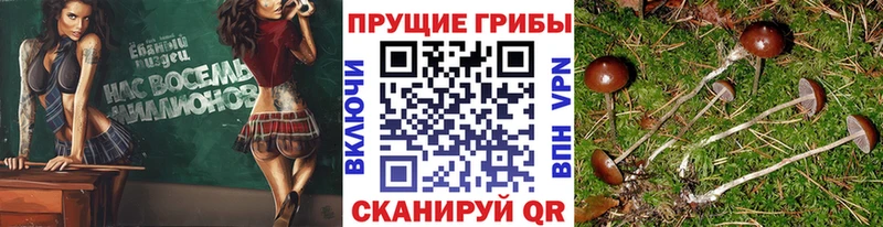 MEGA tor  Ядрин  Галлюциногенные грибы MAGIC MUSHROOMS  купить наркотики сайты 